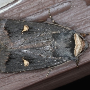 Proteuxoa cinereicollis at Lilli Pilli, NSW - 31 Mar 2020