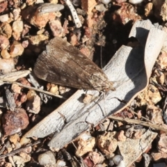 Achyra affinitalis (Cotton Web Spinner) at Weetangera, ACT - 10 Mar 2020 by AlisonMilton