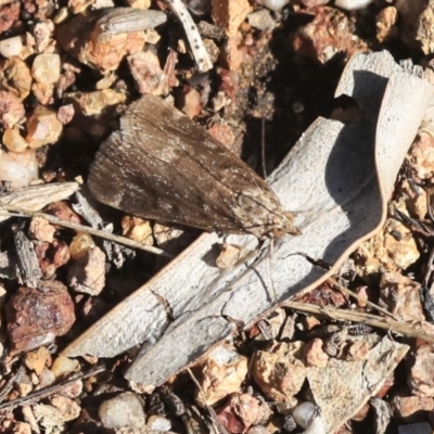 Achyra affinitalis (Cotton Web Spinner) at The Pinnacle - 9 Mar 2020 by AlisonMilton