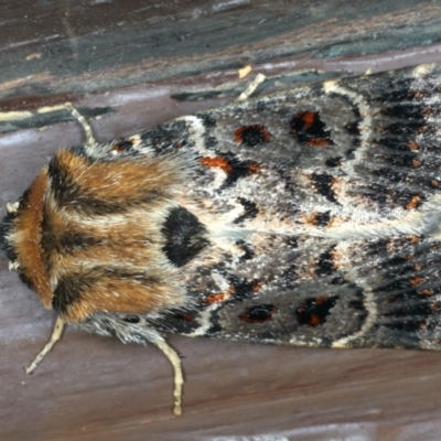 Proteuxoa sanguinipuncta (Blood-spotted Noctuid) at Lilli Pilli, NSW - 31 Mar 2020 by jbromilow50