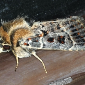 Proteuxoa sanguinipuncta at Lilli Pilli, NSW - 31 Mar 2020