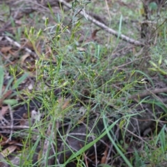 Senecio (genus) (A Fireweed) at Red Hill, ACT - 4 Apr 2020 by JackyF