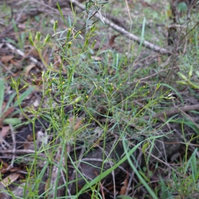 Senecio (genus) (A Fireweed) at Red Hill, ACT - 4 Apr 2020 by JackyF