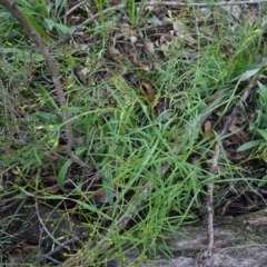 Senecio sp. at Red Hill, ACT - 4 Apr 2020