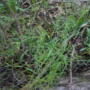 Senecio sp. at Red Hill, ACT - 4 Apr 2020