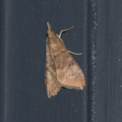 Achyra affinitalis (Cotton Web Spinner, Pyraustinae) at Higgins, ACT - 31 Mar 2020 by AlisonMilton