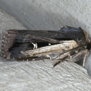 Proteuxoa tortisigna at Lilli Pilli, NSW - 31 Mar 2020