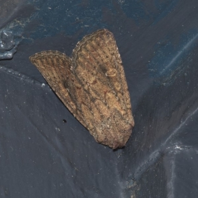 Dasygaster padockina (Tasmanian Cutworm) at Higgins, ACT - 29 Mar 2020 by AlisonMilton