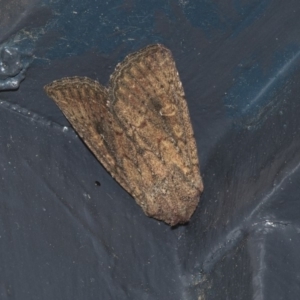 Dasygaster padockina at Higgins, ACT - 30 Mar 2020