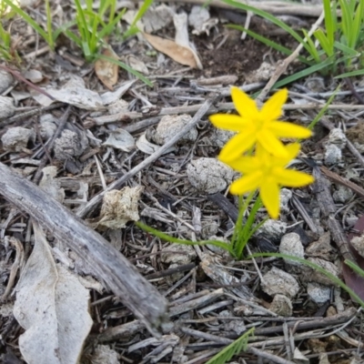 Hypoxis hygrometrica (Golden Weather-grass) at Mount Majura - 15 Mar 2020 by MAX