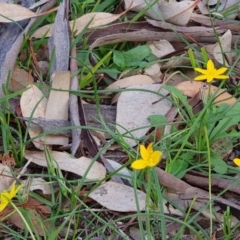 Hypoxis hygrometrica at Watson, ACT - 15 Mar 2020