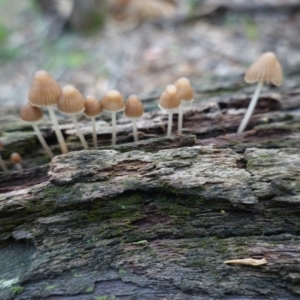 Mycena sp. ‘grey or grey-brown caps’ at Red Hill, ACT - 4 Apr 2020