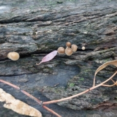 Mycena sp. ‘grey or grey-brown caps’ at Red Hill, ACT - 4 Apr 2020