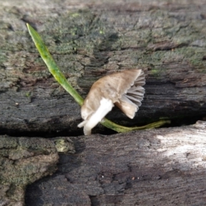 Mycena sp. ‘grey or grey-brown caps’ at Red Hill, ACT - 4 Apr 2020