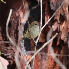 Acanthiza lineata (Striated Thornbill) at Wingecarribee Local Government Area - 24 Oct 2018 by JanHartog