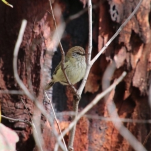 Acanthiza lineata at Alpine, NSW - 25 Oct 2018 10:21 AM