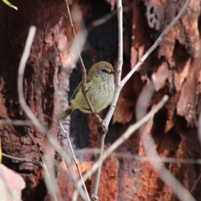 Acanthiza lineata (Striated Thornbill) at Wingecarribee Local Government Area - 25 Oct 2018 by JanHartog