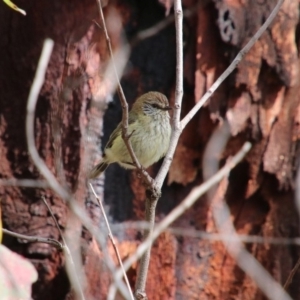 Acanthiza lineata at Alpine, NSW - 25 Oct 2018