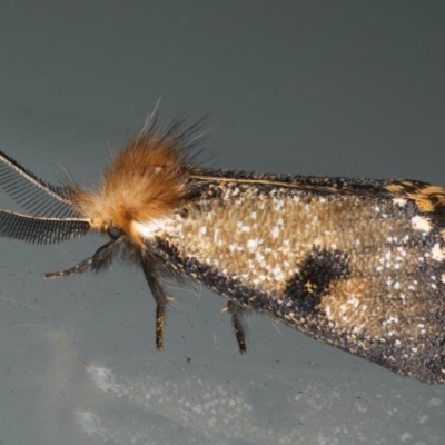 Epicoma contristis (Yellow-spotted Epicoma Moth) at Lilli Pilli, NSW - 31 Mar 2020 by jb2602