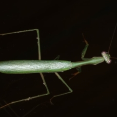 Pseudomantis albofimbriata (False garden mantis) at Lilli Pilli, NSW - 31 Mar 2020 by jb2602