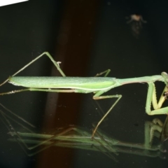Pseudomantis albofimbriata at Lilli Pilli, NSW - 31 Mar 2020 11:21 PM