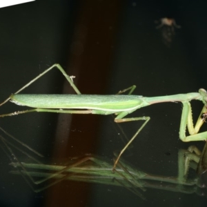 Pseudomantis albofimbriata at Lilli Pilli, NSW - 31 Mar 2020 11:21 PM