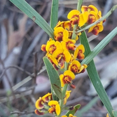 Daviesia leptophylla (Slender Bitter Pea) at Watson, ACT - 23 Oct 2019 by MPW