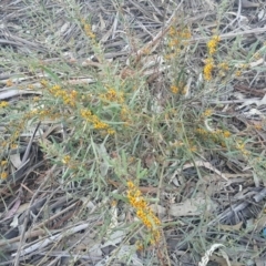 Daviesia leptophylla at Watson, ACT - 23 Oct 2019