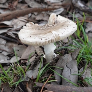 Amanita sp. at Deakin, ACT - 4 Apr 2020 04:39 PM