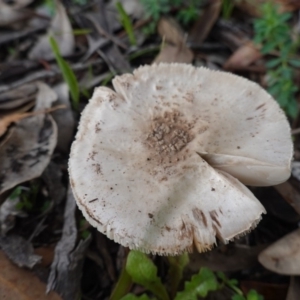 Amanita sp. at Deakin, ACT - 4 Apr 2020