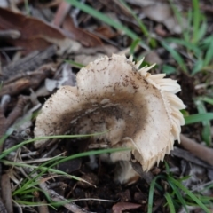 Amanita sp. at Deakin, ACT - 4 Apr 2020