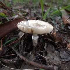 Amanita sp. at Deakin, ACT - 4 Apr 2020 04:39 PM