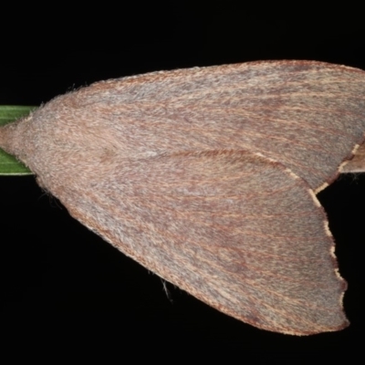 Pararguda rufescens (Rufous Snout Moth) at Lilli Pilli, NSW - 31 Mar 2020 by jb2602