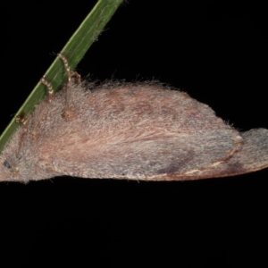 Pararguda rufescens at Lilli Pilli, NSW - 31 Mar 2020 10:01 PM