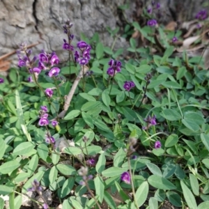 Glycine tabacina at Red Hill, ACT - 4 Apr 2020