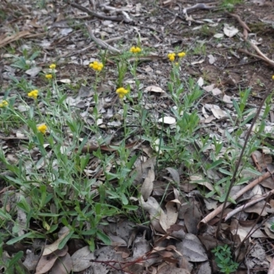 Chrysocephalum apiculatum (Common Everlasting) at Deakin, ACT - 4 Apr 2020 by JackyF