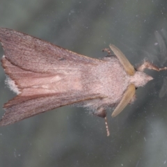 Pararguda crenulata (Lappett moth or Snout moth) at Lilli Pilli, NSW - 31 Mar 2020 by jbromilow50