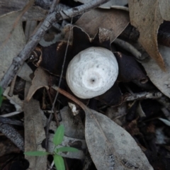 Geastrum sp. (genus) (An earthstar) at Hughes, ACT - 4 Apr 2020 by JackyF