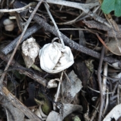 Geastrum sp. at Hughes, ACT - 4 Apr 2020 04:57 PM