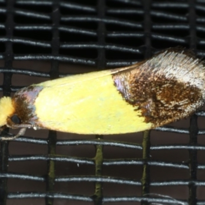 Edosa xystidophora (Tineid moth) at Lilli Pilli, NSW - 31 Mar 2020 by jbromilow50