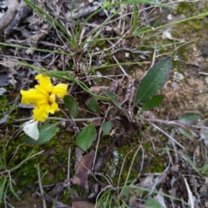 Goodenia hederacea subsp. hederacea at Carwoola, NSW - 4 Apr 2020