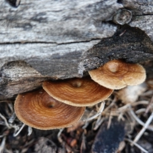 Lentinus arcularius at Hughes, ACT - 2 Apr 2020