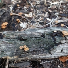 Lentinus arcularius at Hughes, ACT - 2 Apr 2020