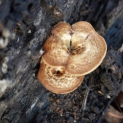 Lentinus arcularius at Hughes, ACT - 2 Apr 2020