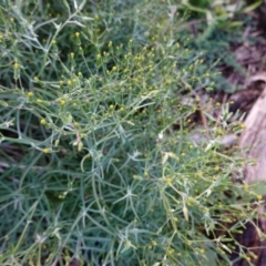 Senecio quadridentatus (Cotton Fireweed) at Red Hill Nature Reserve - 2 Apr 2020 by JackyF