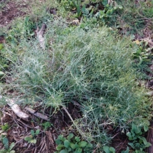 Senecio quadridentatus at Hughes, ACT - 2 Apr 2020