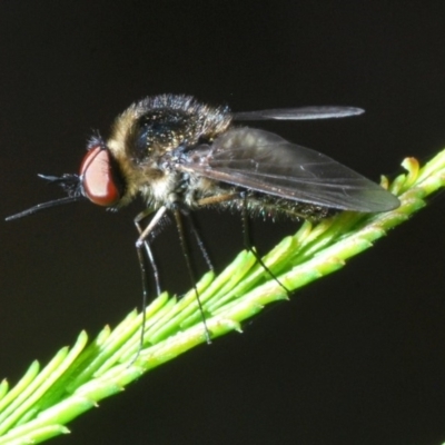 Geron sp. (genus) (Slender Bee Fly) at Bruce Ridge - 29 Mar 2020 by Harrisi