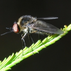 Geron sp. (genus) (Slender Bee Fly) at Bruce Ridge - 29 Mar 2020 by Harrisi