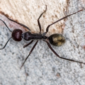 Camponotus suffusus at Bruce, ACT - 1 Apr 2020