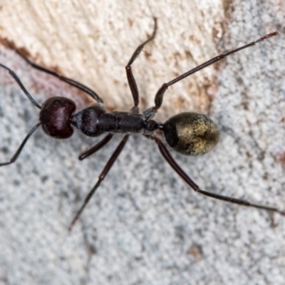 Camponotus suffusus (Golden-tailed sugar ant) at Bruce Ridge to Gossan Hill - 31 Mar 2020 by Bron